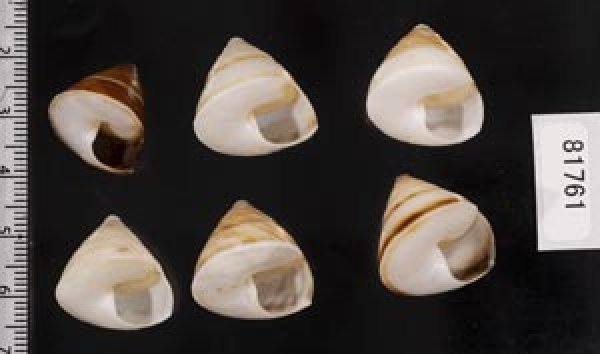 画像2: ササックマイマイ SALE! (2)