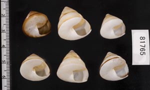 画像2: ササックマイマイ SALE! (2)