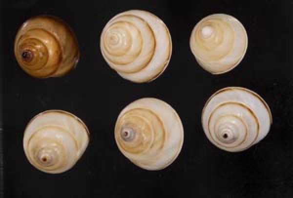 画像1: ササックマイマイ SALE! (1)