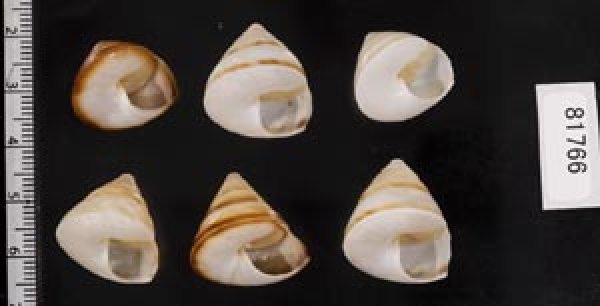 画像2: ササックマイマイ SALE! (2)