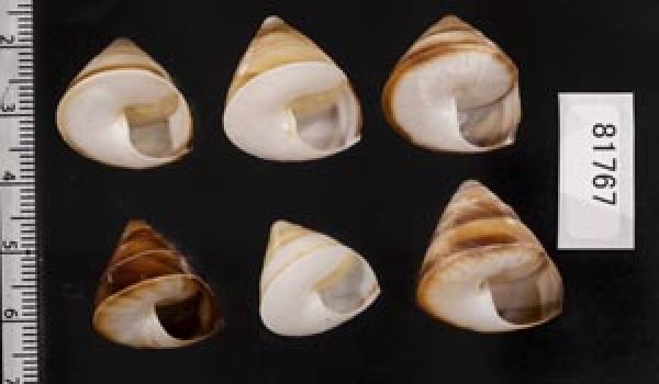 画像2: ササックマイマイ SALE! (2)