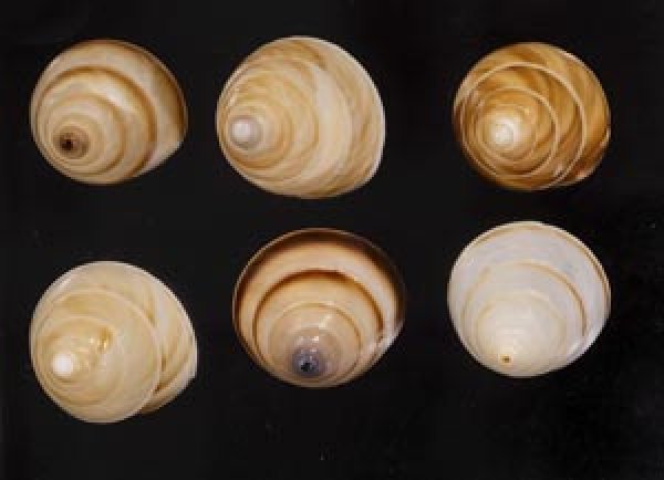 画像1: ササックマイマイ SALE! (1)