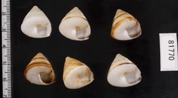 画像2: ササックマイマイ SALE! (2)