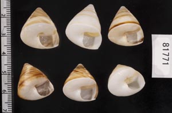 画像2: ササックマイマイ SALE! (2)