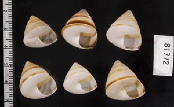 画像2: ササックマイマイ SALE! (2)