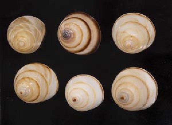 画像1: ササックマイマイ SALE! (1)