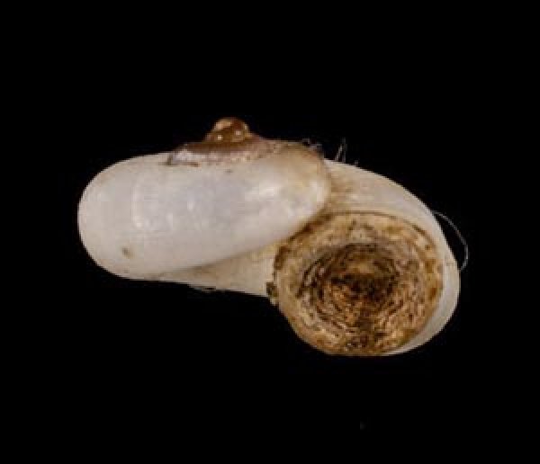 画像2: 中国のアツブタガイの仲間01 (2)