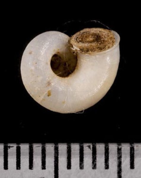 画像3: 中国のアツブタガイの仲間01 (3)