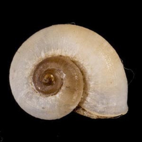 画像1: 中国のアツブタガイの仲間01 (1)