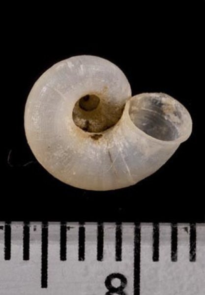 画像3: 中国のアツブタガイの仲間01 (3)