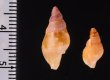 アルゴアヨーロッパボラ Charonia lampas pustulatafig.2