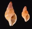 アルゴアヨーロッパボラ Charonia lampas pustulatafig.1