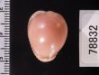 ホソスジバライロスジボタン Triviella phalacrafig.2