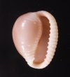 ホソスジバライロスジボタン Triviella phalacrafig.1