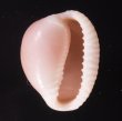 ホソスジバライロスジボタン Triviella phalacrafig.1