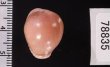 ホソスジバライロスジボタン Triviella phalacrafig.2
