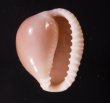 ホソスジバライロスジボタン Triviella phalacrafig.1
