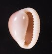 ホソスジバライロスジボタン Triviella phalacrafig.1