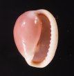 ホソスジバライロスジボタン Triviella phalacrafig.1