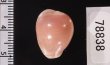 ホソスジバライロスジボタン Triviella phalacrafig.2