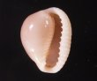 ホソスジバライロスジボタン Triviella phalacrafig.1