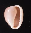 ホソスジバライロスジボタン Triviella phalacrafig.1