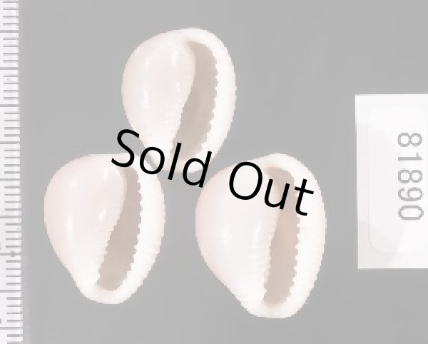 画像2: ホソスジバライロスジボタン (2)