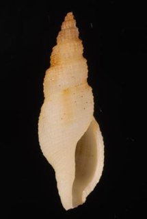 大きな！夜光貝(殻あり)☆奄美大島産3個セット計約2kg｜その他の