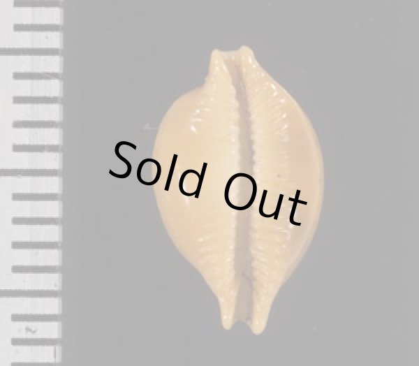 画像2: カギバナチドリダカラの東アフリカの型 (2)