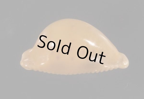 画像3: カギバナチドリダカラの東アフリカの型 (3)