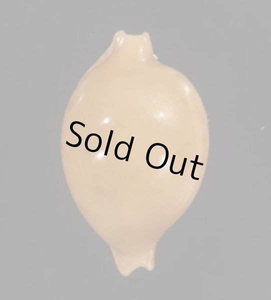 画像1: カギバナチドリダカラの東アフリカの型 (1)