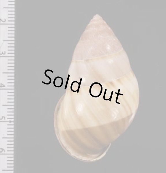 画像2: アンナンマレイマイマイ (仮称) (2)