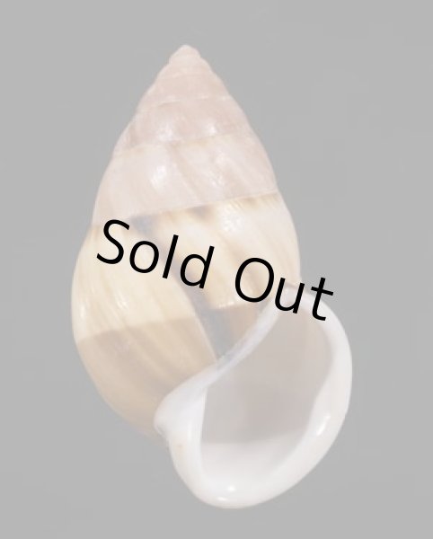 画像1: アンナンマレイマイマイ (仮称) (1)