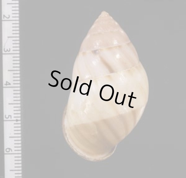 画像2: アンナンマレイマイマイ (仮称) (2)