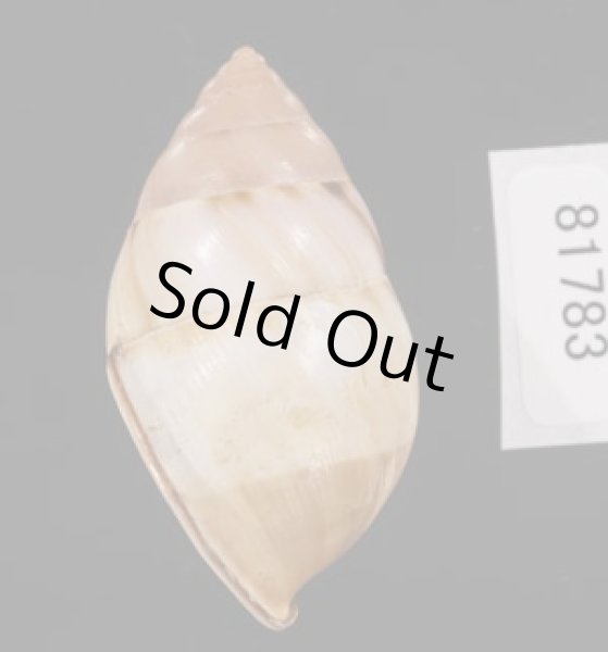 画像3: アンナンマレイマイマイ (仮称) (3)