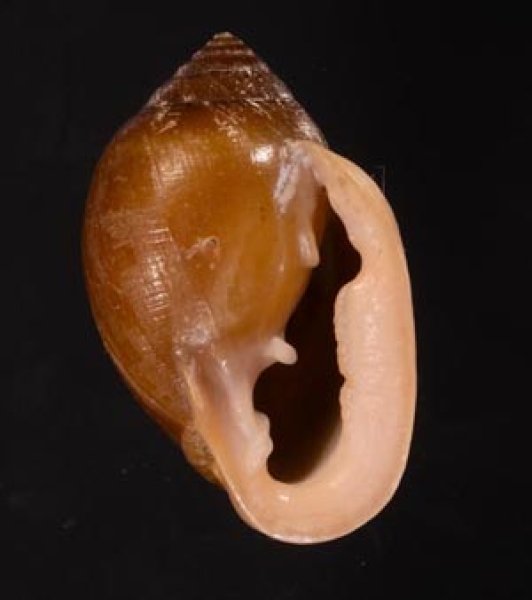 ネコノミミガイ Cassidula aurisfelisfig.1