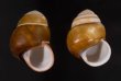チャスジアオタニシマイマイ Helicostyla floridafig.1