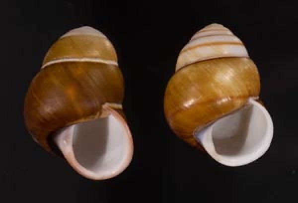 チャスジアオタニシマイマイ Helicostyla floridafig.1