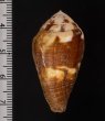 スソムラサキイモ Conus coffeaefig.2