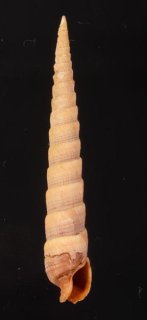 World Gastropods - 美貝 BIGAI