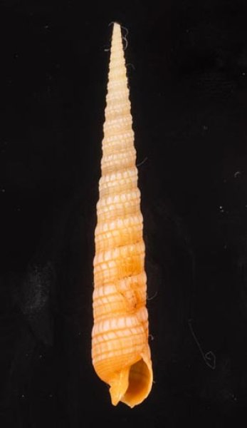 マキザサ Terebra babyloniafig.1
