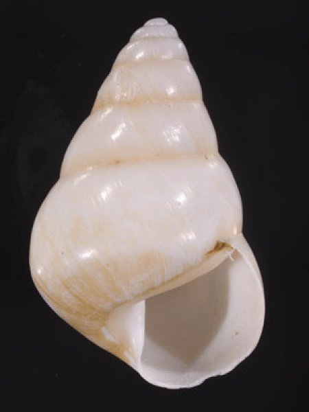 グンティンガアオゴシキマイマイ cf. Helicostyla cincinniformis guntinganafig.1