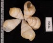 グンティンガアオゴシキマイマイ 白 Helicostyla cincinniformis guntinganafig.2