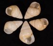 グンティンガアオゴシキマイマイ 白 Helicostyla cincinniformis guntinganafig.1