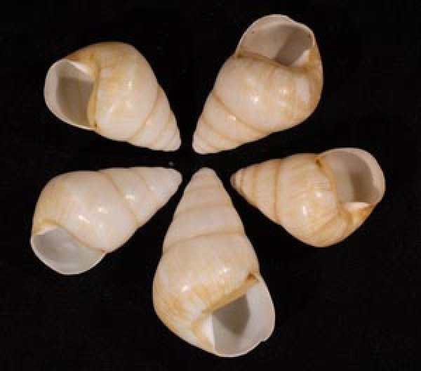 グンティンガアオゴシキマイマイ 白 Helicostyla cincinniformis guntinganafig.1