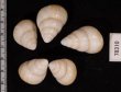 グンティンガアオゴシキマイマイ 白 Helicostyla cincinniformis guntinganafig.2