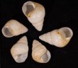 グンティンガアオゴシキマイマイ 白 Helicostyla cincinniformis guntinganafig.1