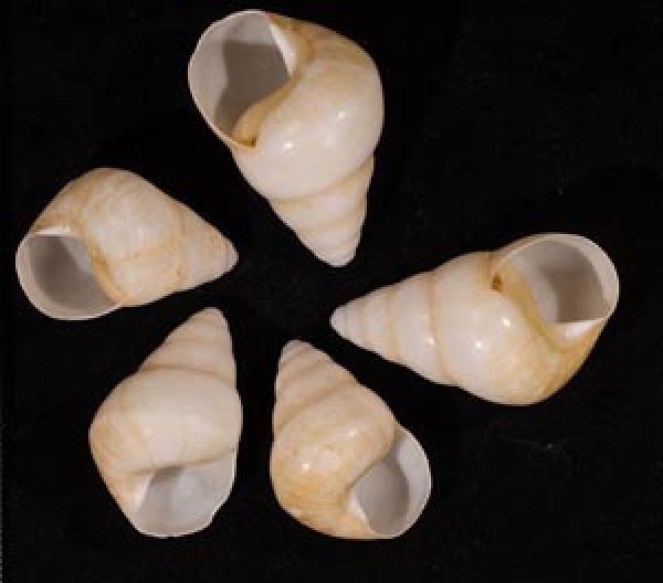 グンティンガアオゴシキマイマイ 白 Helicostyla cincinniformis guntinganafig.1