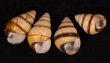 グンティンガアオゴシキマイマイ cf. Helicostyla cincinniformis guntinganafig.1