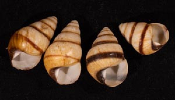 グンティンガアオゴシキマイマイ cf. Helicostyla cincinniformis guntinganafig.1